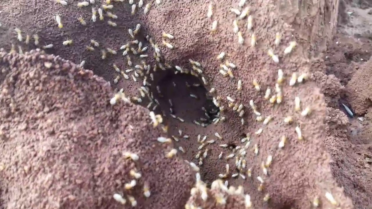 Ants Pest Control 