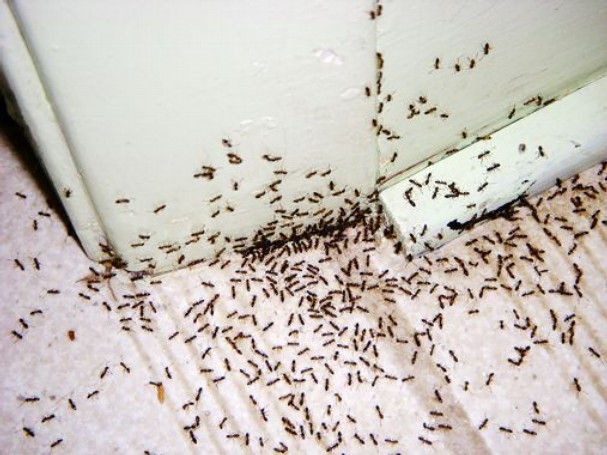 Ant control