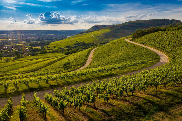 <a href="https://www.freepik.com/free-photo/beautiful-view-vineyard-green-hills-sunset_11343055.htm#query=Australian%20Wine%20Regions&position=43&from_view=search&track=ais">Image by wirestock</a> on Freepik